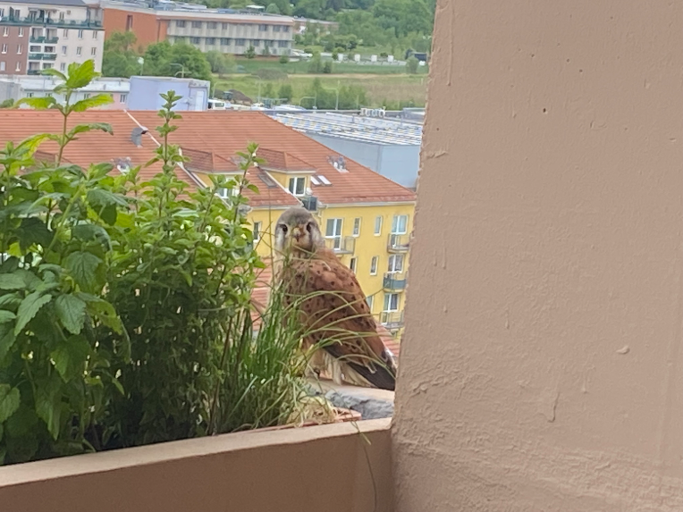 iu_1401551_20291846.png