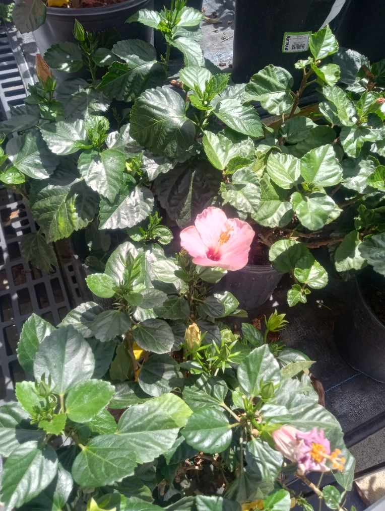 iu_1401858_24560145.webp