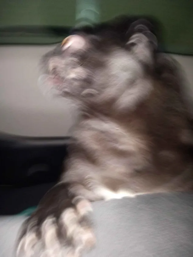 iu_1403216_9133341.webp