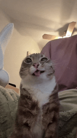 iu_1417820_25173160.gif