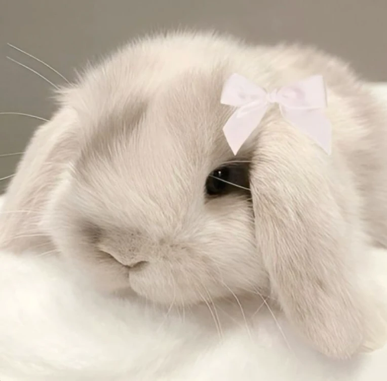 iu_1421000_7426084.webp