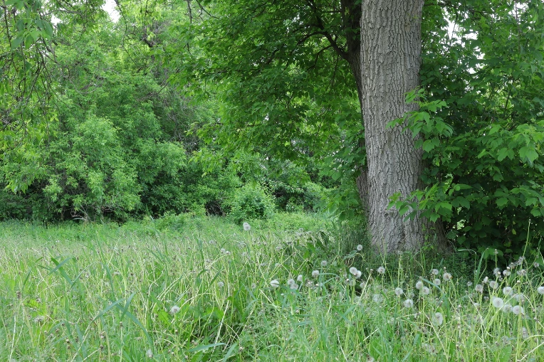 iu_1423898_9884366.webp