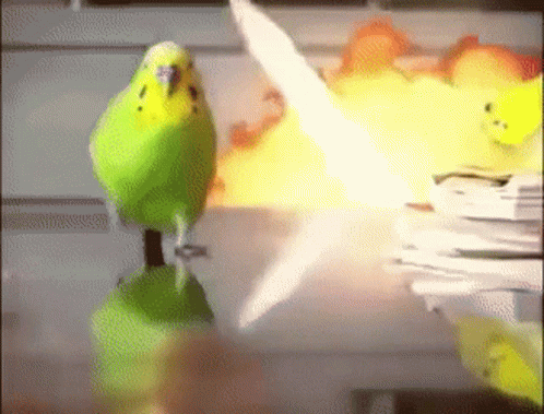 iu_1423908_24791401.gif