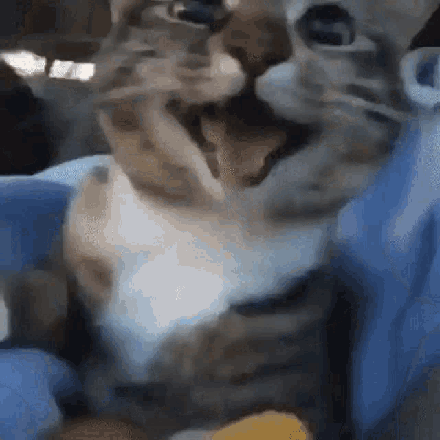 iu_1424781_9239862.gif