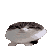 iu_1428809_23563917.gif