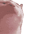 iu_1428810_23563917.gif