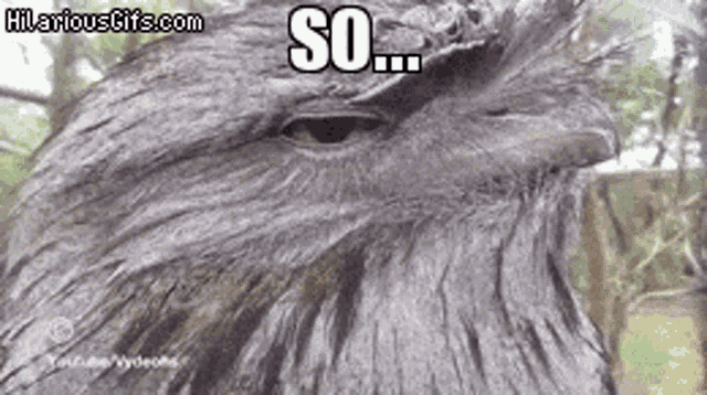 iu_1436222_2278460.gif