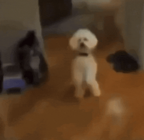 iu_1439119_17814349.gif