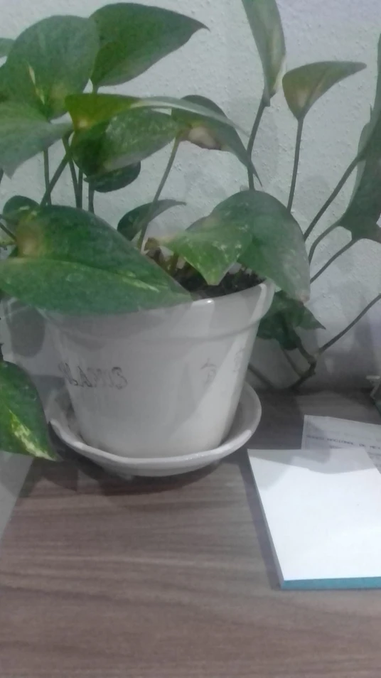 iu_1448701_10186085.webp