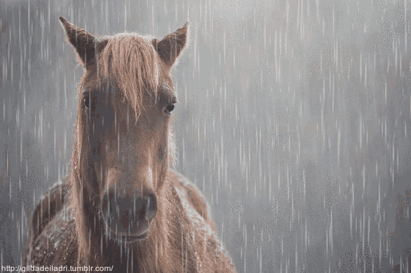 wet horse by kamelienwolf on Newgrounds