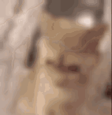 iu_1458516_23563917.gif