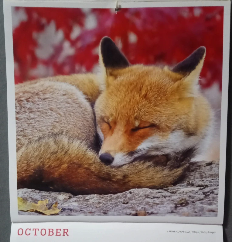 October Fox 📅 October Fox 🦊 - by Nez-Man