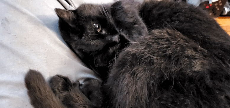 iu_1516357_424267.gif