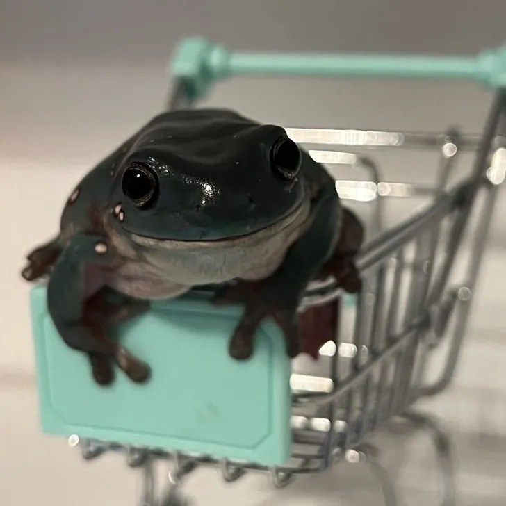 Three frog redraw 2026_06_03 by Morpherence on Newgrounds