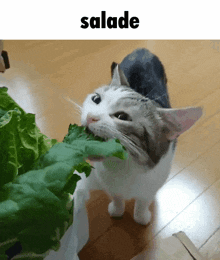 iu_1653045_8670641.gif