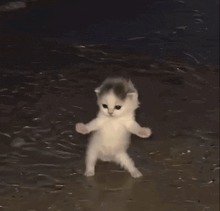 iu_1674059_29719202.gif